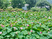 ハスの花がきれい